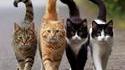 Chatmania