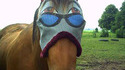 Regard chevalin