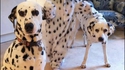 Entre chien et petit loup