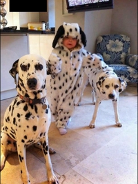 Entre chien et petit loup