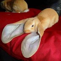 le comble serait qu'il soit sourd !