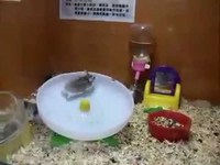 2 hamsters, 1 wheel