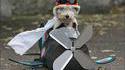 Chien aviateur