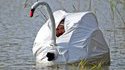 Infiltration d'un paparazzi 