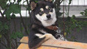 Chien cool 2
