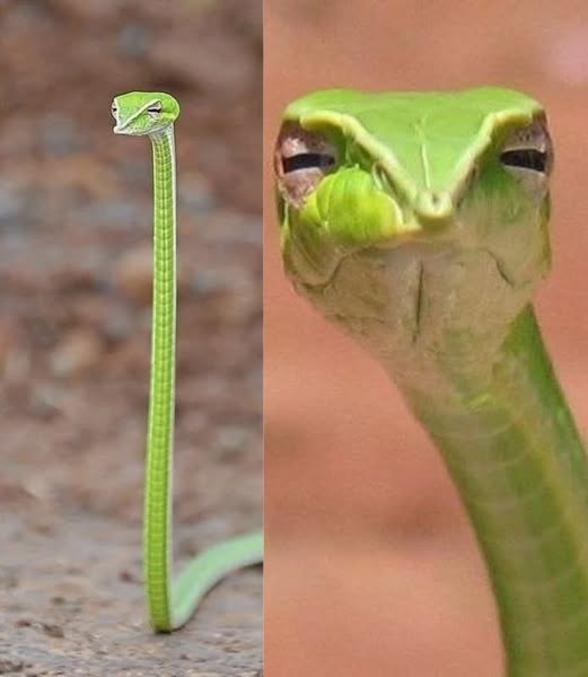 le serpent des vignes vertes ne mord pas, il vous juge.