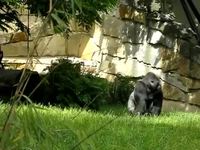 Gorille trolleur
