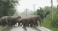 Un troupeau de bestioles traverse la route