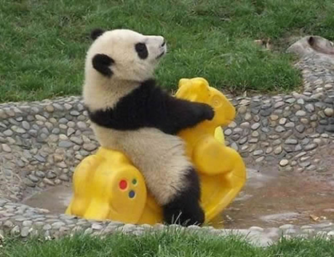 Les pandas sont joueurs.