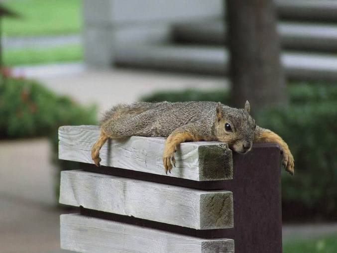 Un écureuil se reposant sur un banc.