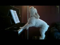 Blues dog