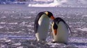 NOOT NOOT