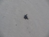 La loi de la nature