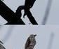 Illusion de corbeau avec des branches