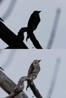 Illusion de corbeau avec des branches