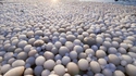 Ice eggs