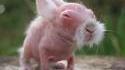 Bébé lapin 
