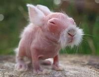 Bébé lapin 