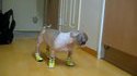 Chien en chaussures