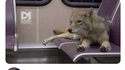 Pourquoi y a un coyote dans le bus ?
