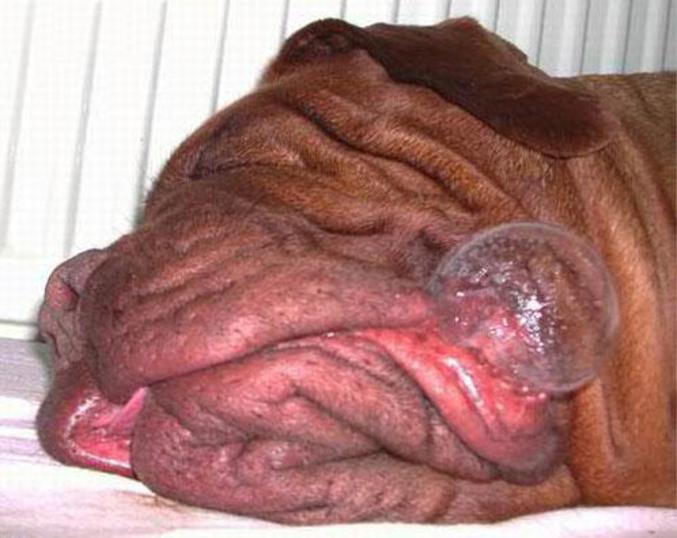 Un gros chien qui fait des bulles en dormant.