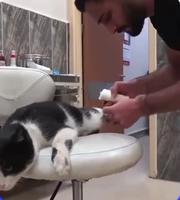 Il avait une patte cassée