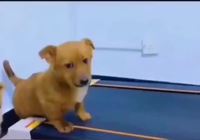 Sport canin intense