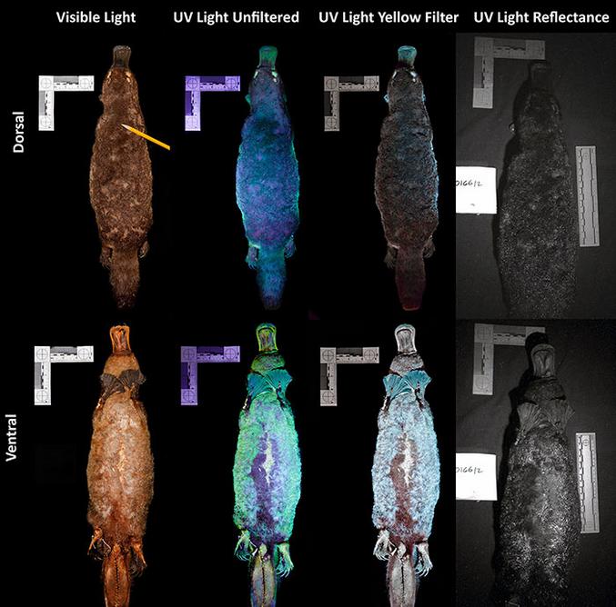 Des scientifiques ont découvert qu'ils brillent en vert, bleu et violet lorsqu'ils sont exposés à la lumière UV, et ces mêmes scientifiques ne savent pas vraiment pourquoi les ornithorynques ont une telle fonctionnalité.

https://www.degruyter.com/view/journals/mamm/ahead-of-print/article-10.1515-mammalia-2020-0027/article-10.1515-mammalia-2020-0027.xml