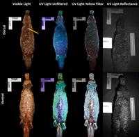 Les ornithorynques sont biofluorescents !