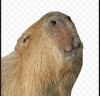 Le Capybara