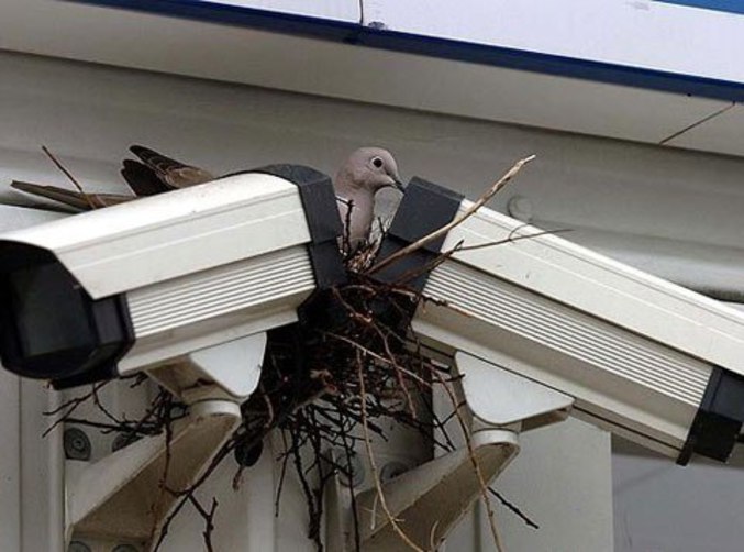 Un oiseau a élu domicile sur des caméras de vidéosurveillance.