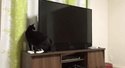 Un chat-girafe