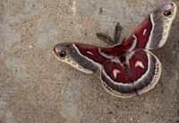 Papillon aux motifs de serpent