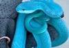 Trimeresurus insularis de l’île de Komodo 