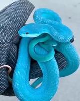 Trimeresurus insularis de l’île de Komodo 