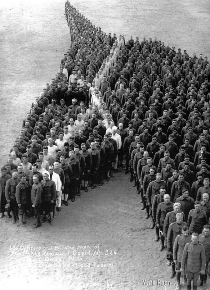 Rendant hommage aux chevaux tués durant la première guerre mondiale.
