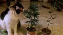 Chat bouffant des feuilles de cannabis... et la conséquence à la fin !