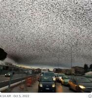 Un vol d'étourneaux sur Rome en Octobre 2022