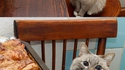 Chat alors