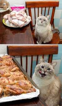 Chat alors
