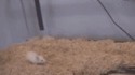 Une souris et un serpent