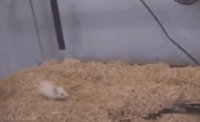 Une souris et un serpent