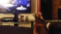Chat dingue