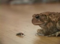 Comment faire clignoter un crapaud