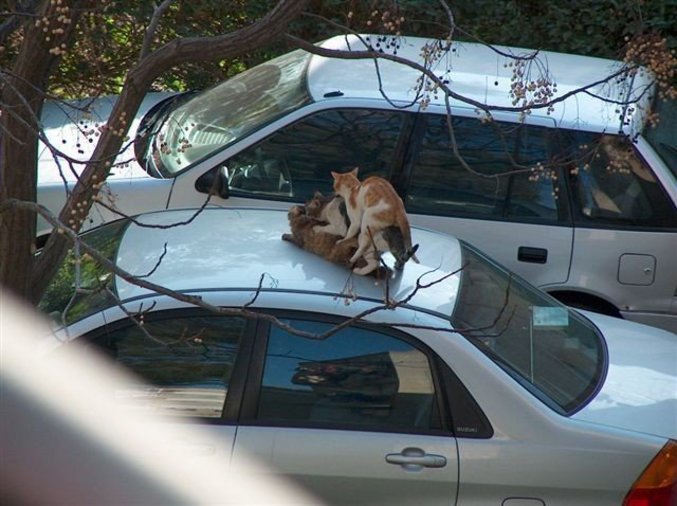 Un plan à trois sur une voiture.