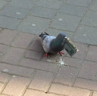 Devant un Apple Store 