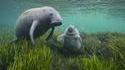 Maman lamantin et son petit