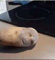 Pomme de terre