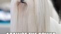 Bichon mordoré