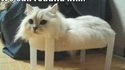 Chat réparé